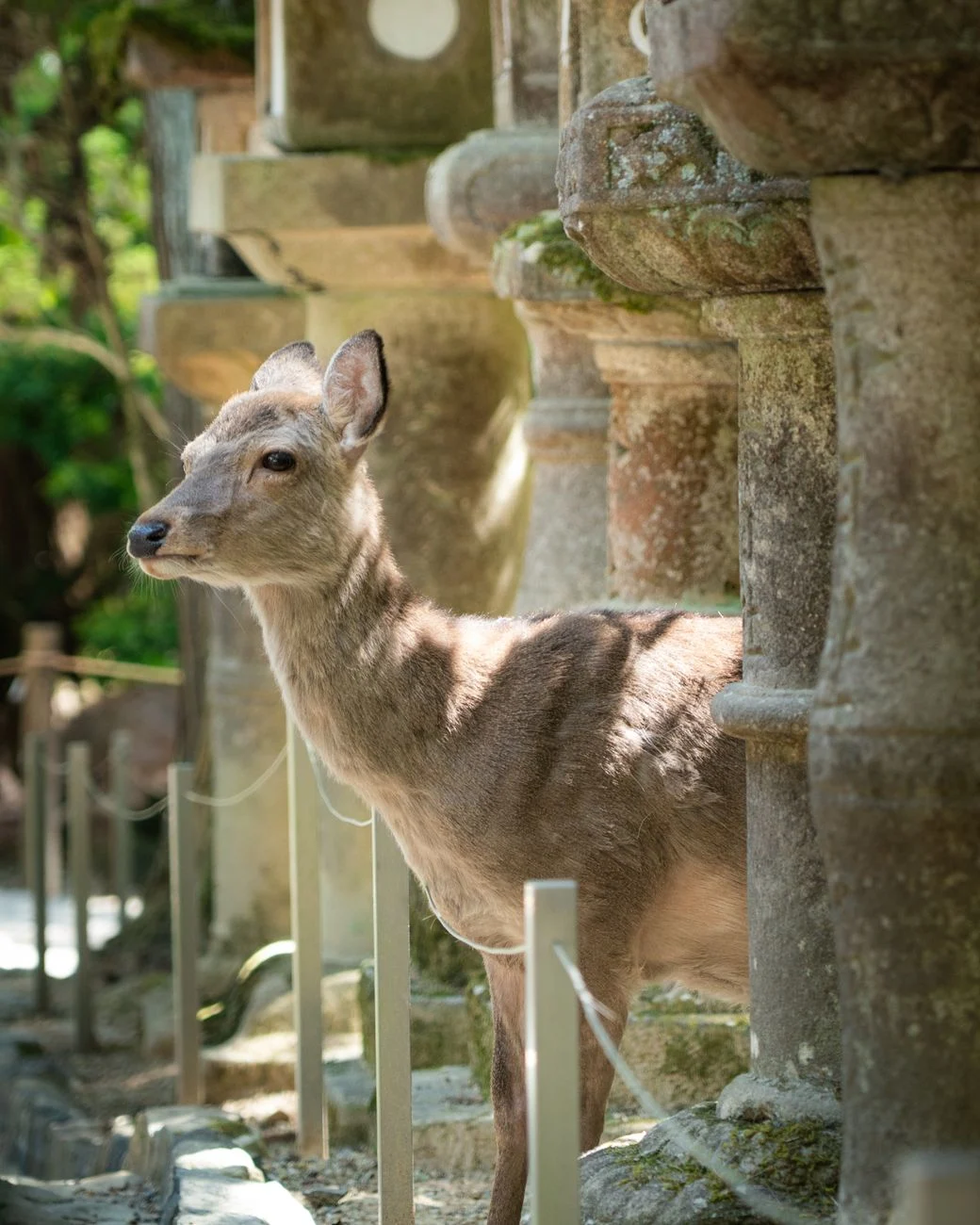A Nara deer beside weathered stone lanterns on the wooded Kasuga shrine approach