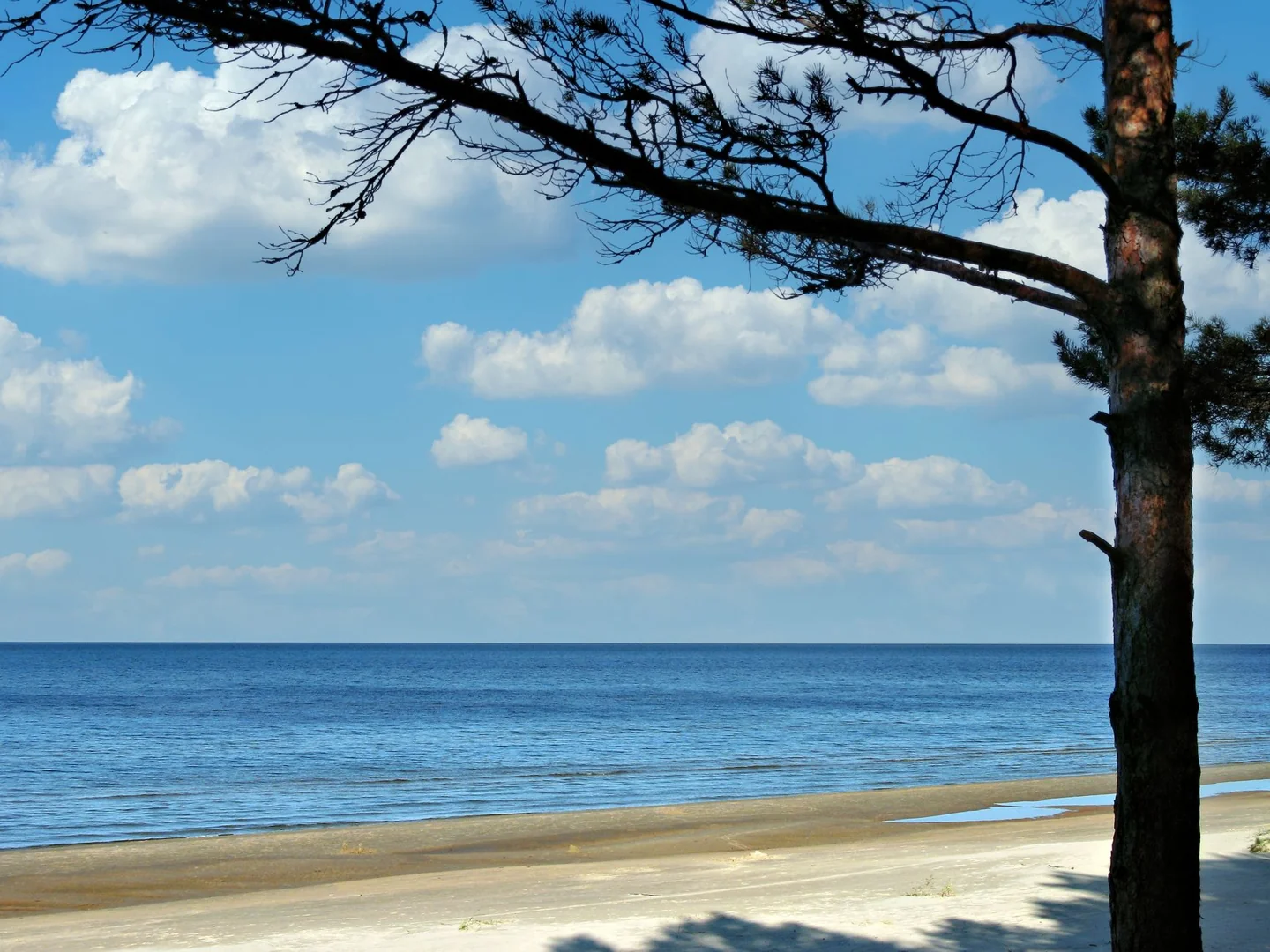 Pine trees beside Jūrmala’s sandy Gulf of Riga shoreline